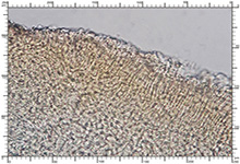 Elaphomyces decipiens